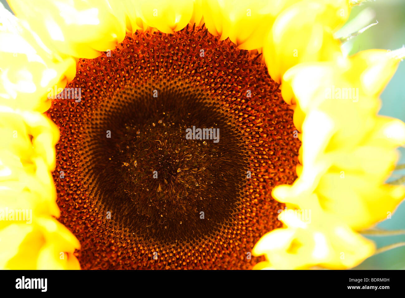 striking impressive sunflower head - fine art photography Jane-Ann Butler Photography JABP583 Stock Photo