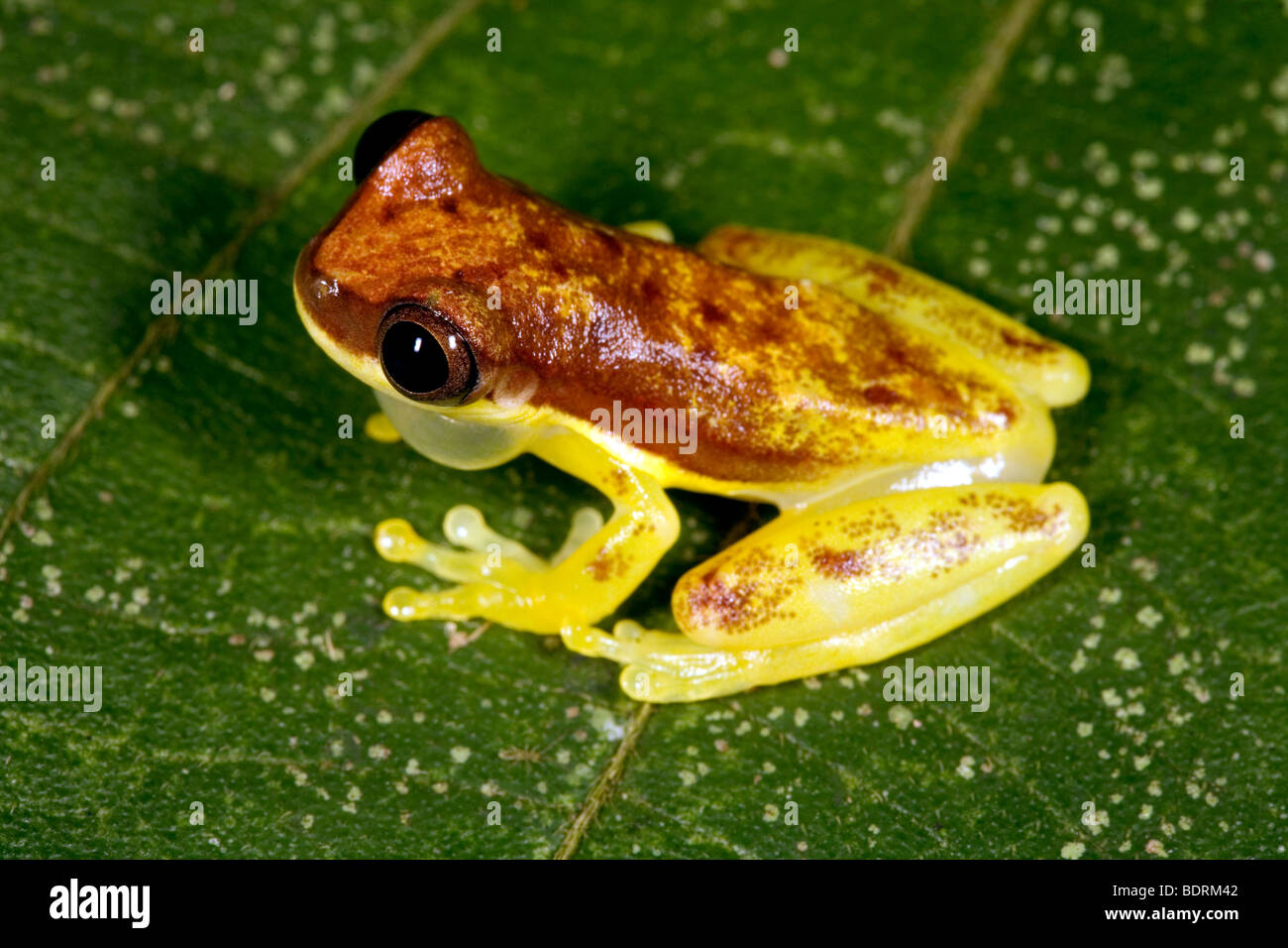 Treefrog (Dendropsophus rhodopeplus) Stock Photo