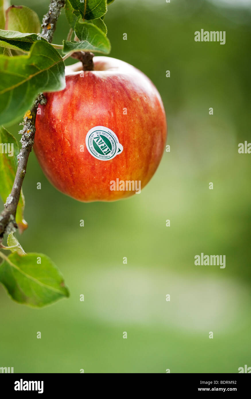 Organic apple. Stock Photo