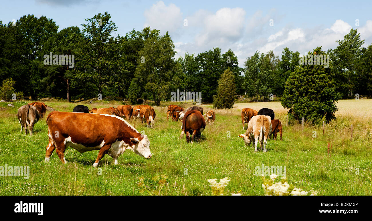Cows in a pen. Stock Photo