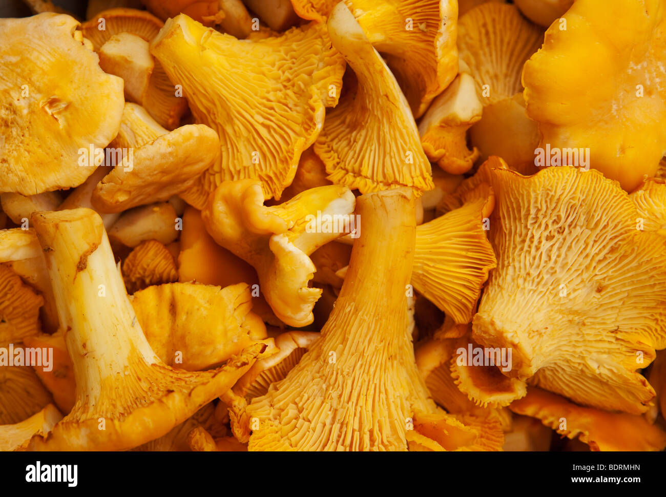 Yellow chanterelle hires stock photography and images Alamy