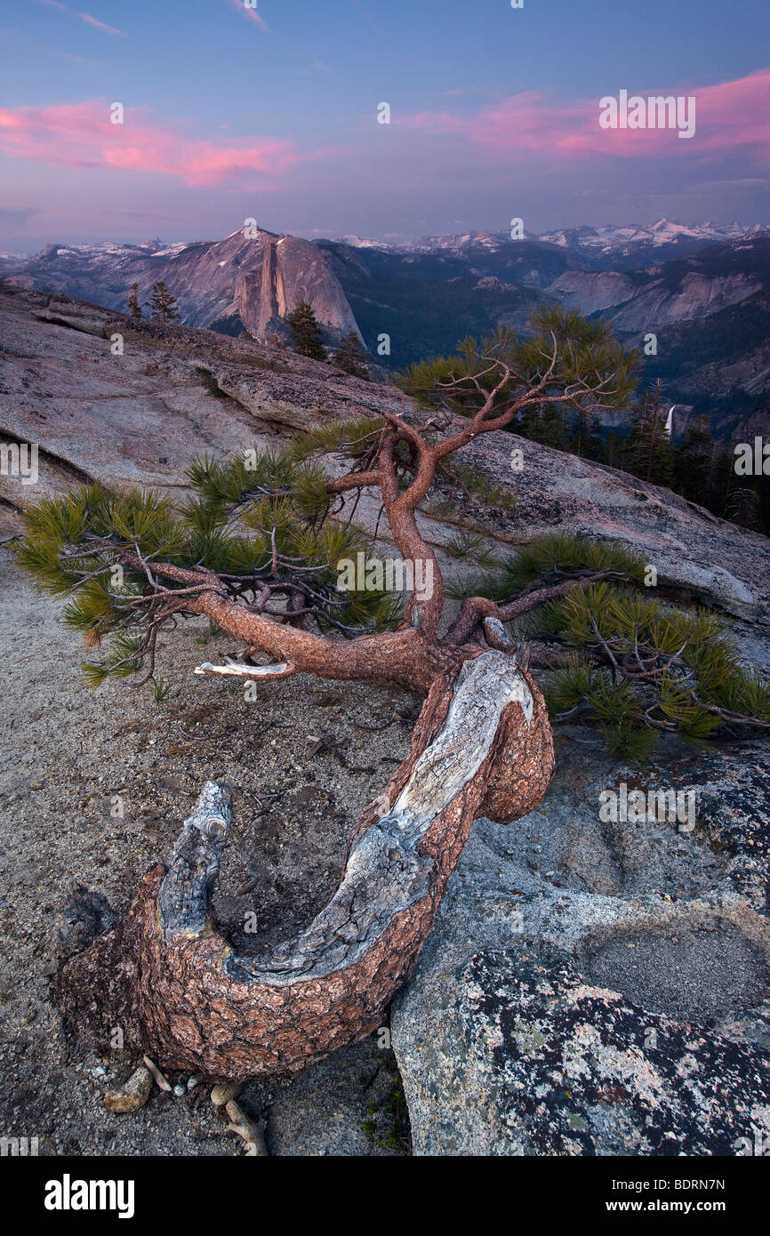 A withered Jeffrey Pine at dusk atop Sentinel Dome and Half Dome ...