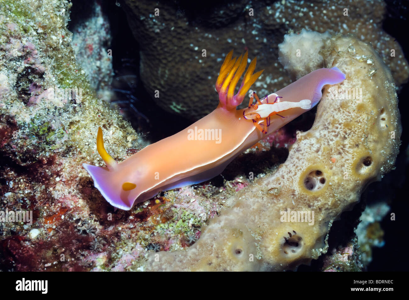 Nudibranch: Hypselodoris bullockii with an emperor shrimp (Periclemenes imperator). Rinca, Indonesia. Stock Photo