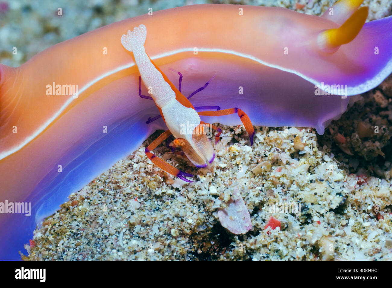 Emperor shrimp (Periclemenes imperator) on nudibranch: Hypselodoris bullockii. Rinca, Indonesia. Stock Photo