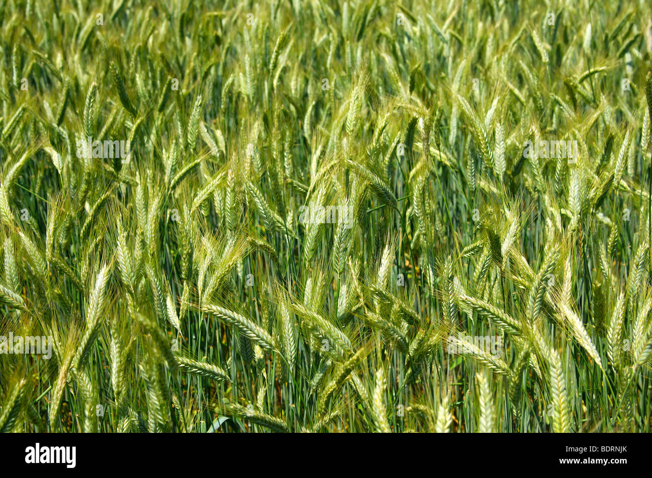 Unripe ears of rye on a field Stock Photo