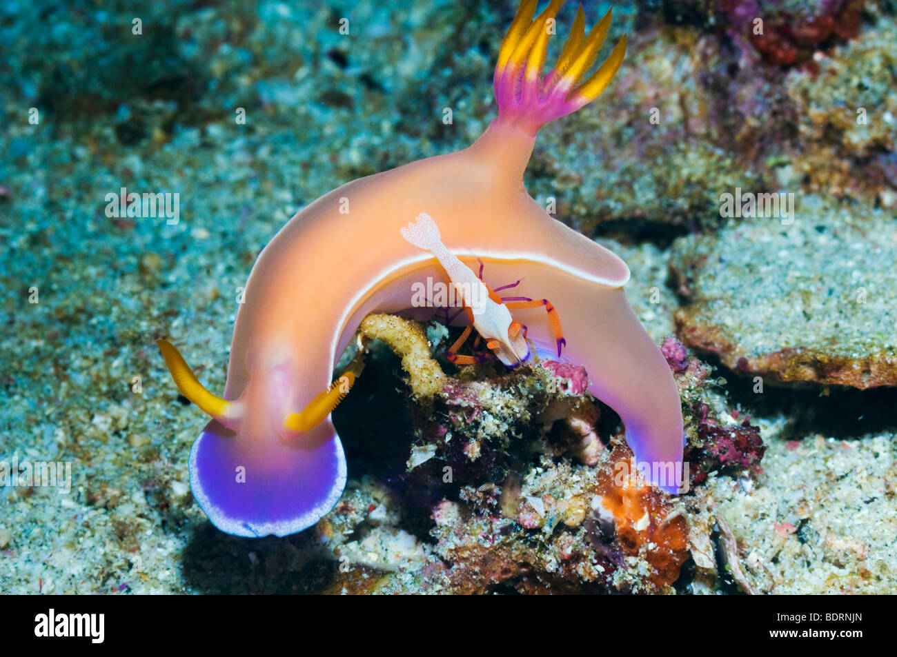 Nudibranch: Hypselodoris bullockii with an emperor shrimp (Periclemenes imperator). Rinca, Indonesia. Stock Photo