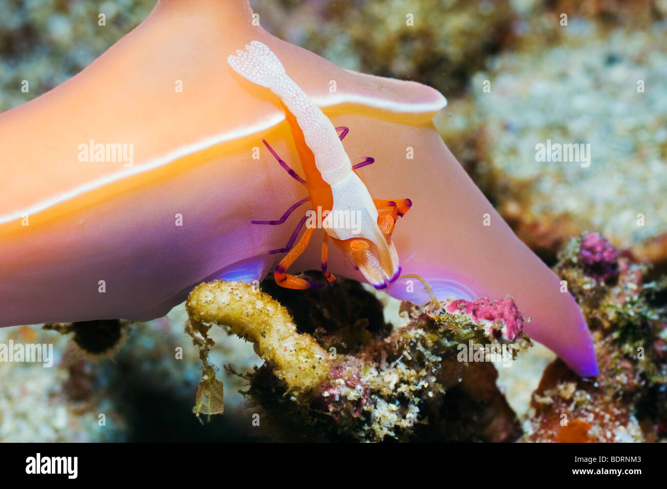 Emperor shrimp (Periclemenes imperator) on nudibranch: Hypselodoris bullockii . Rinca, Indonesia. Stock Photo