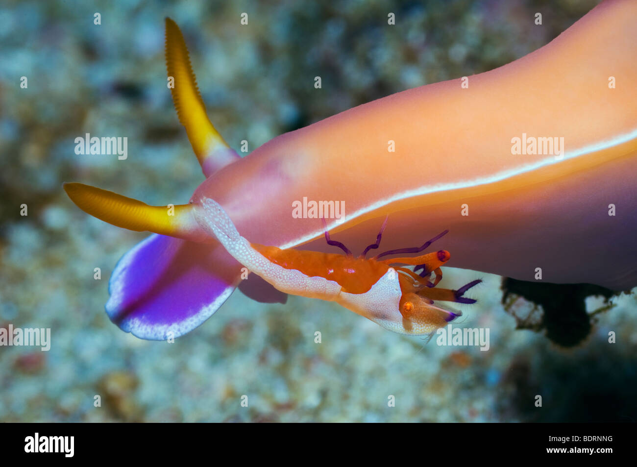 Emperor shrimp (Periclemenes imperator) on nudibranch: Hypselodoris bullockii). Rinca, Indonesia. Stock Photo
