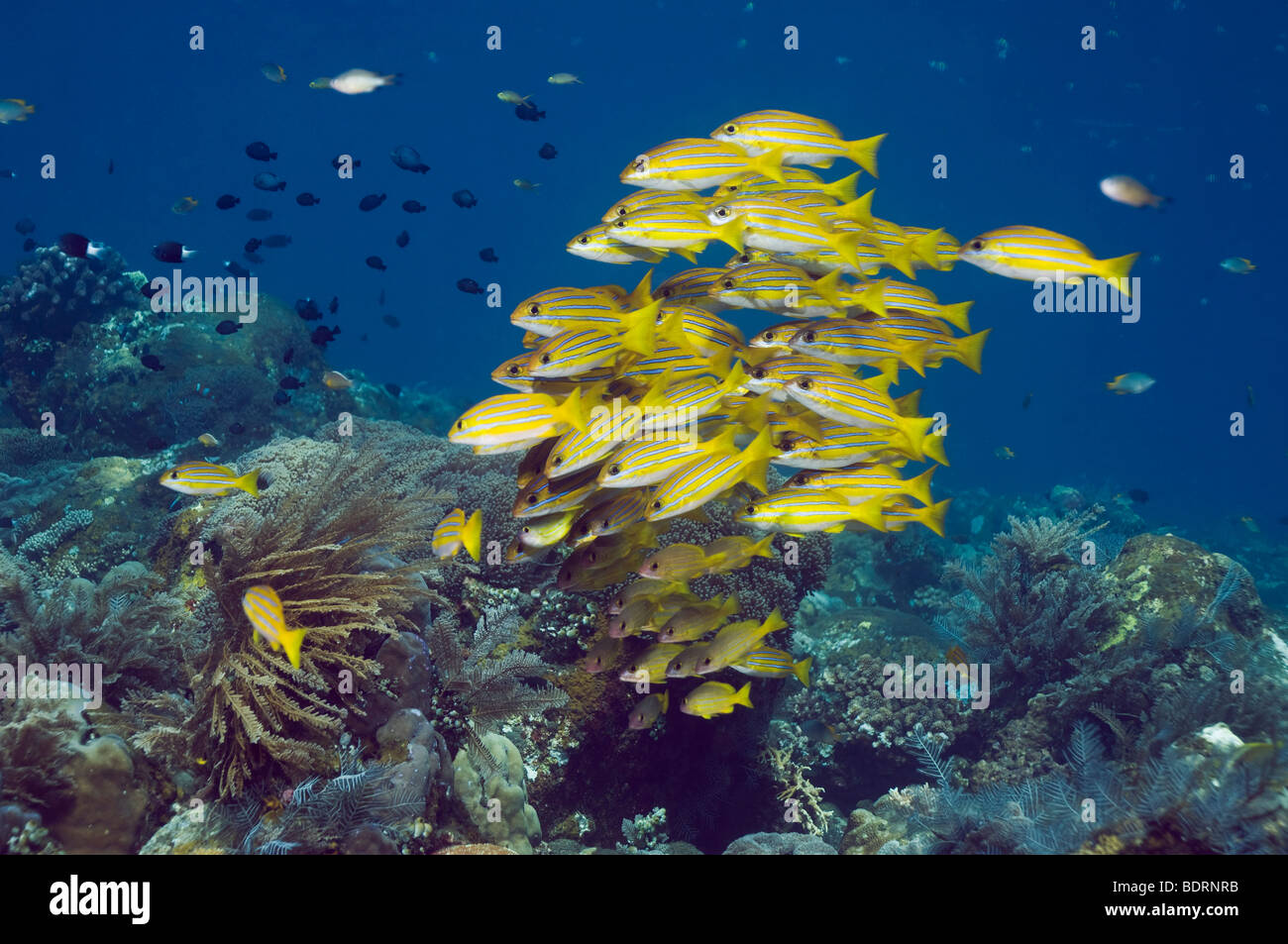 Bluestripe snappers; Kasmira snappers (Lutjanus kasmira), Bali, Indonesia. Stock Photo