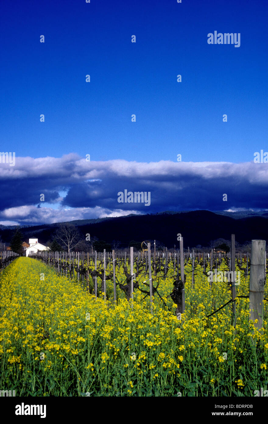 Grape vineyard along Silverado Trail near St Helena Napa Valley Napa