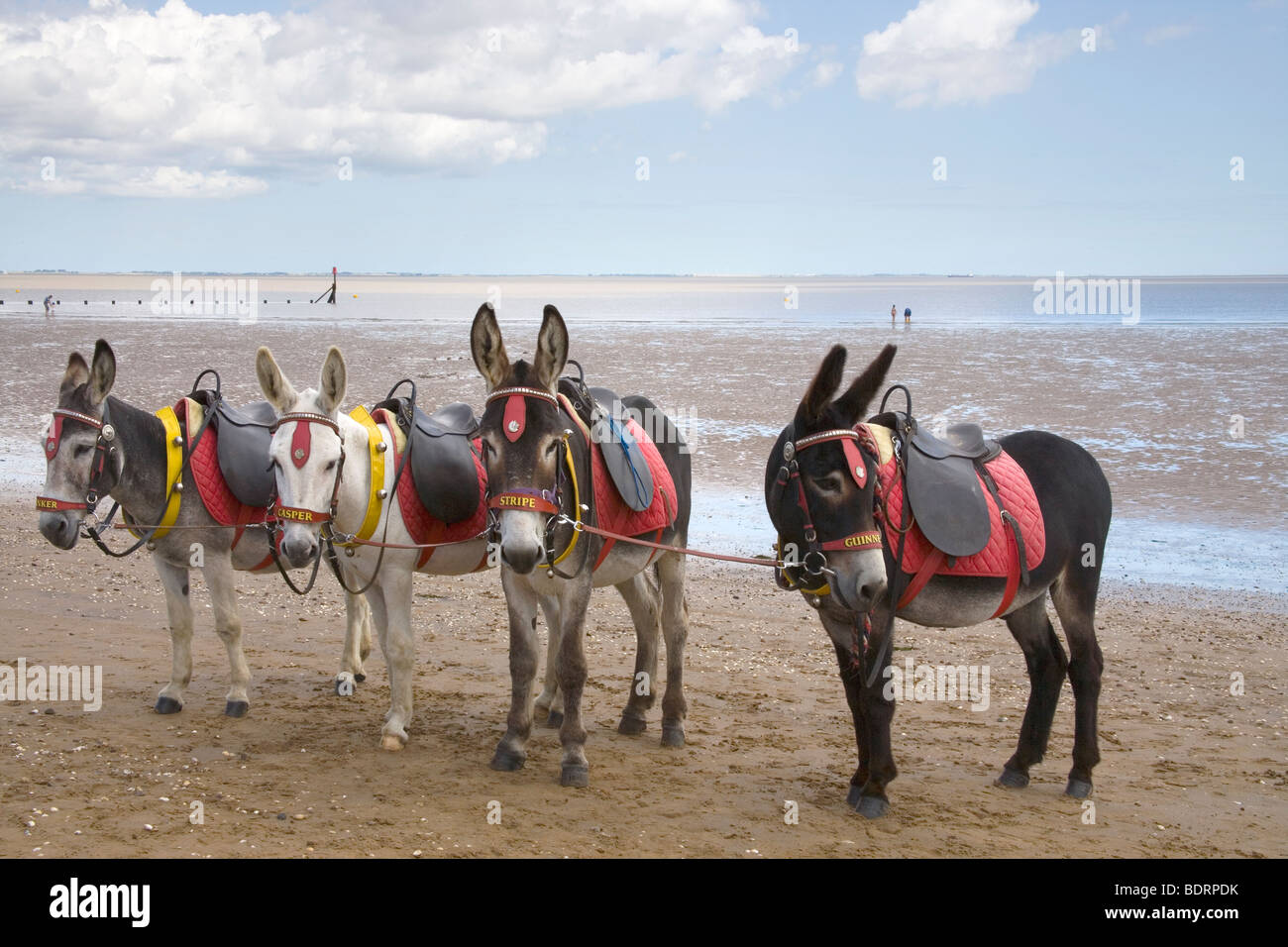 donkey rides at Cleethorpes on the Lincolnshire coast Stock Photo Alamy