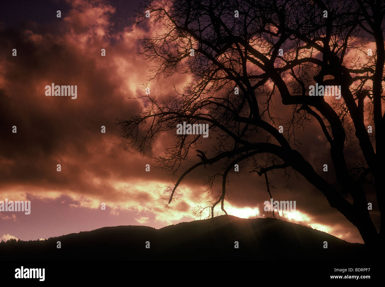 Tree trees st helena hi-res stock photography and images - Alamy