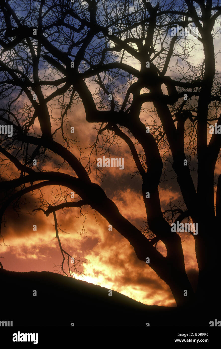 Tree trees st helena hi-res stock photography and images - Alamy