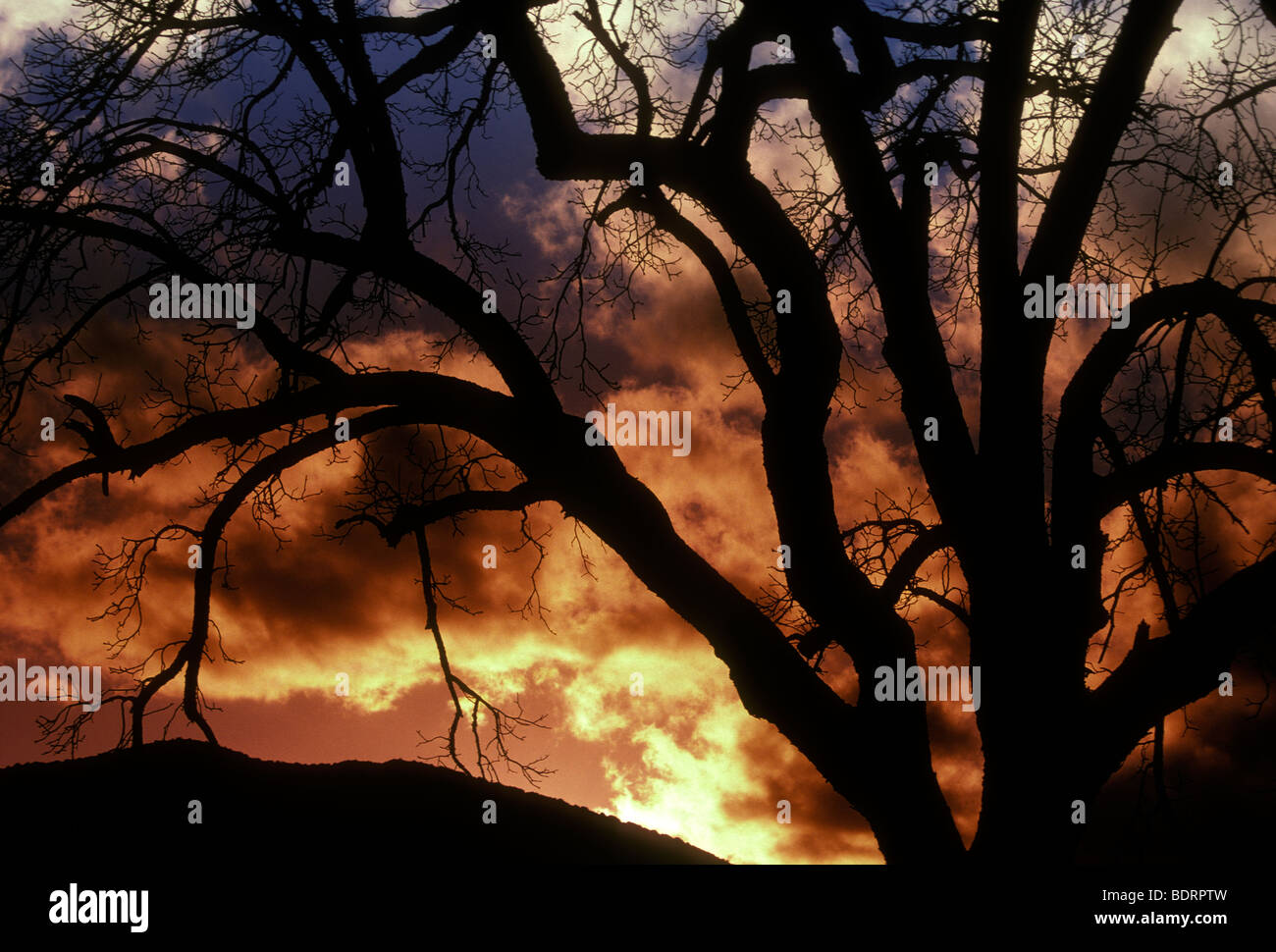 Tree trees st helena hi-res stock photography and images - Alamy