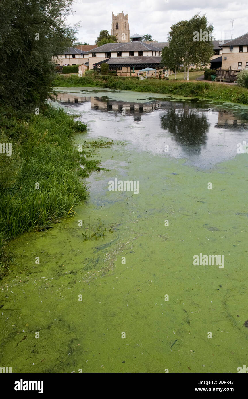 Floating weed hi-res stock photography and images - Alamy