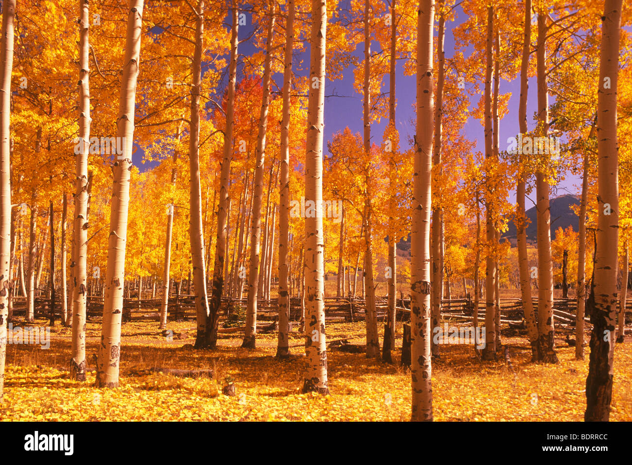 fall aspen (Populus tremuloides) and fence, San Juan range, Colorado Stock Photo