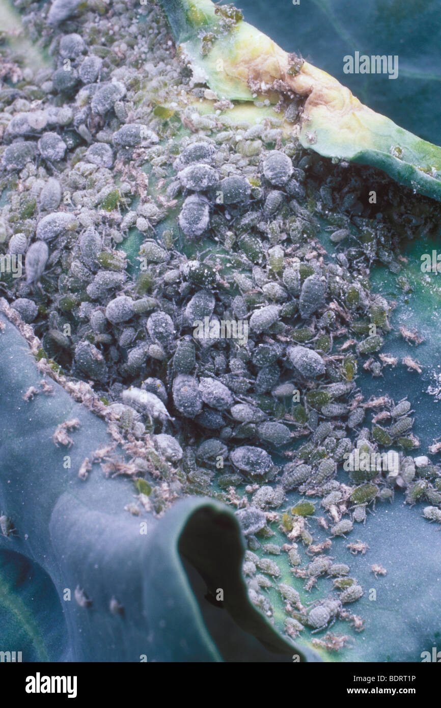 aphids, Family Aphididae, infest a broccoli leaf, Santa Barbara, California Stock Photo Alamy