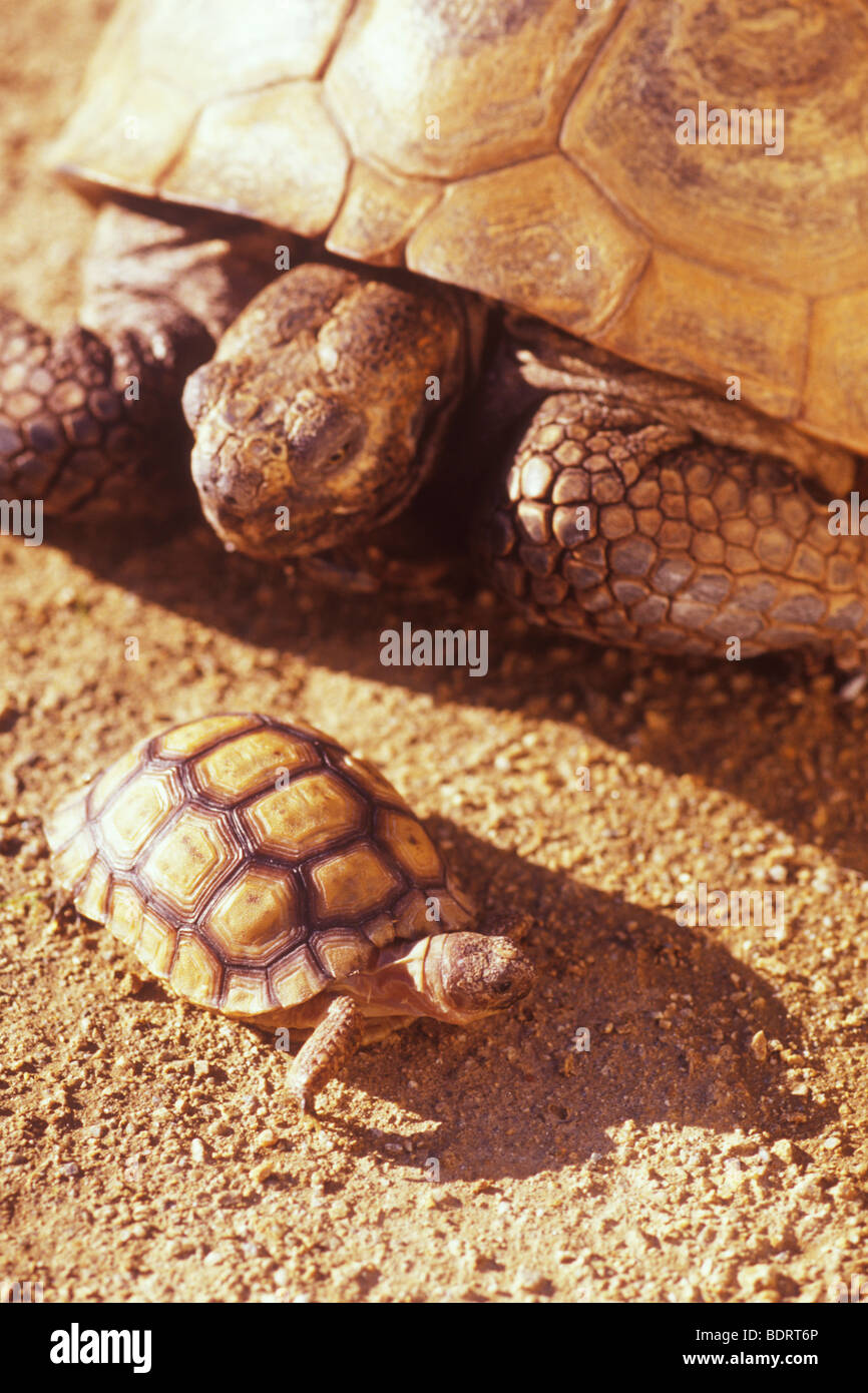 desert tortoise, Gopherus agassizil, (captive), Mojave Desert, California Stock Photo