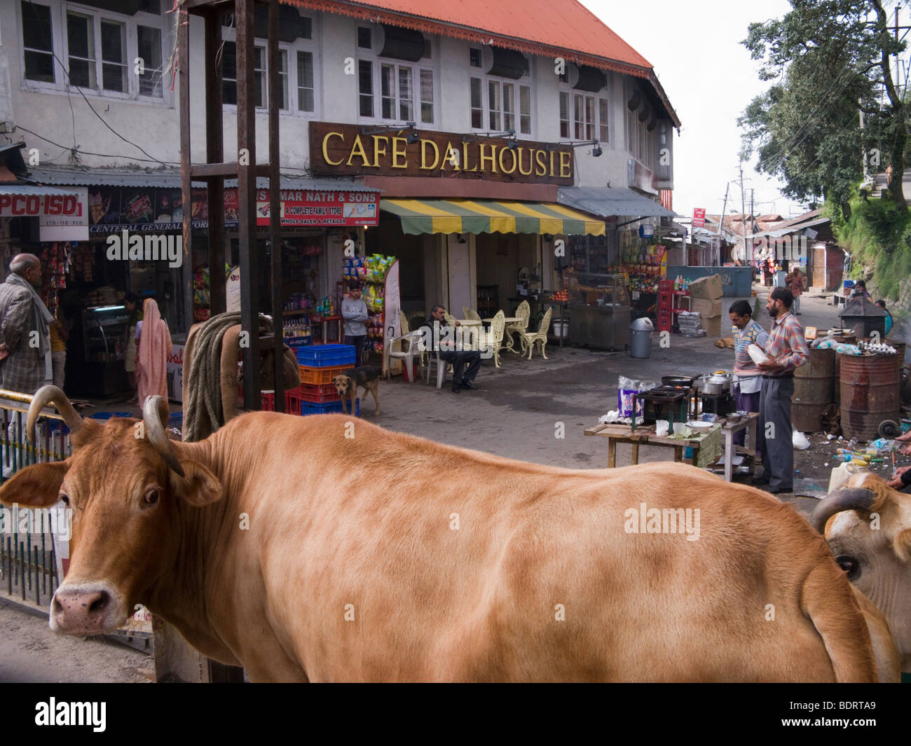 A cow and the front exterior of the Cafe Dalhousie in a typical road scene in central Dalhousie. Himachal Pradesh. India. Stock Photo