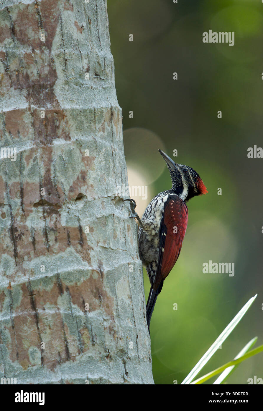 A Crimson-backed (Flameback) woodpecker, Sri Lanka Stock Photo