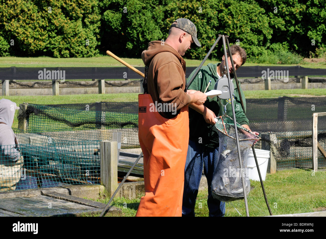 Workers at Sandwich Fish Hatchery, Cape Cod, weighing farm raised fresh water trout Sandwich