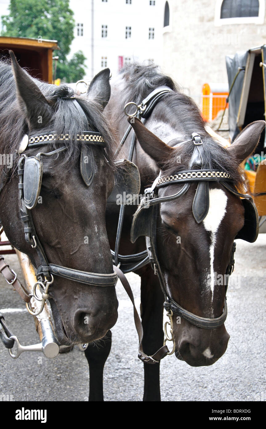 Horse drawn carriage rides give hi-res stock photography and images - Alamy