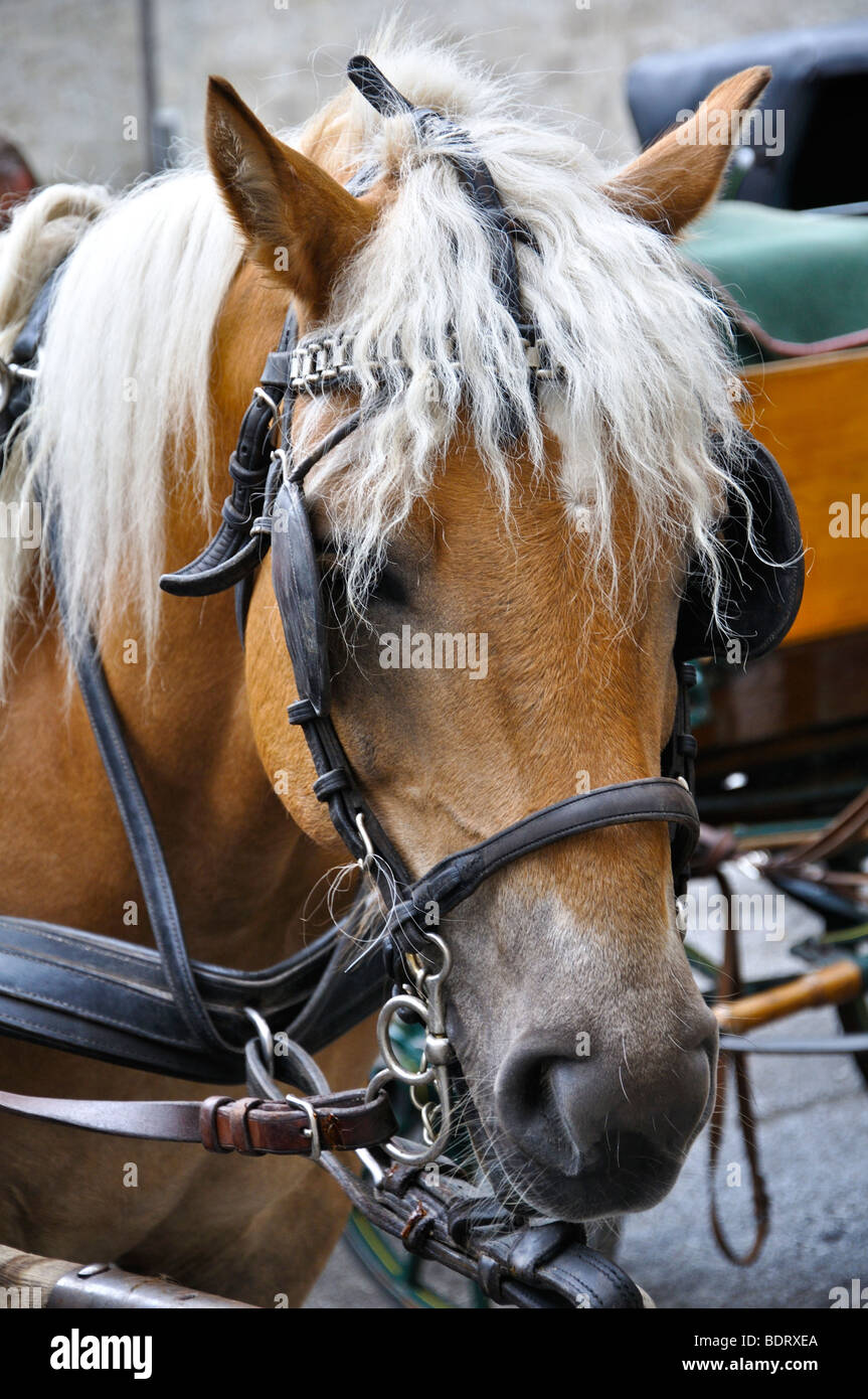 Horse drawn carriage rides give hi-res stock photography and images - Alamy