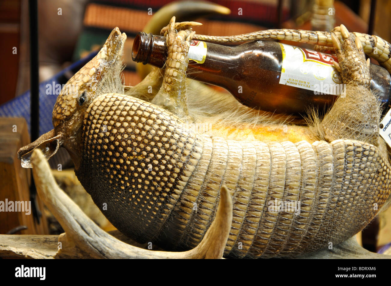 Stuffed armadillos new arrivals