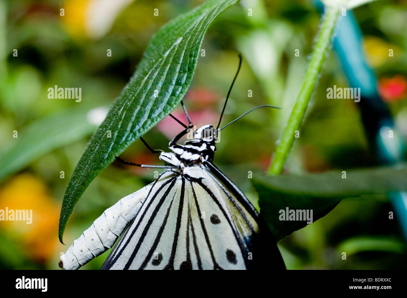 White Butterfly With Black Spots And Stripes Tree Nymph Butterfly