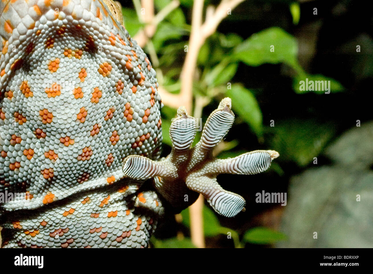 Orange spotted gecko with his foot and pads up the glass Stock Photo