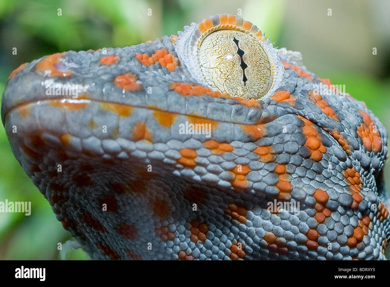 Extreme close up of a captive blue orange spotted tokay gecko with a gold / golden eye Stock Photo