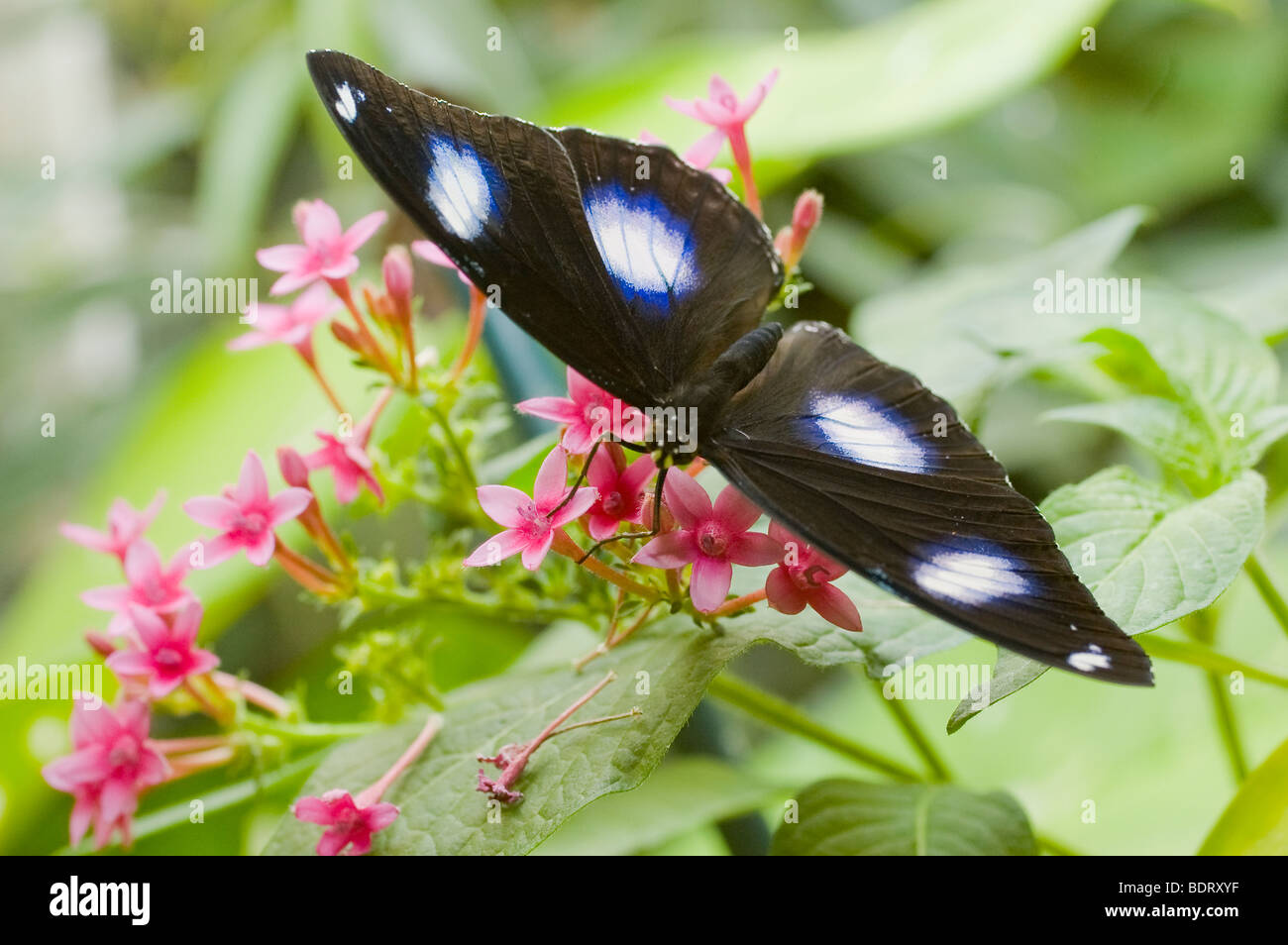 Black butterfly with white spots tinged in blue - drinking off of pink flowers Stock Photo