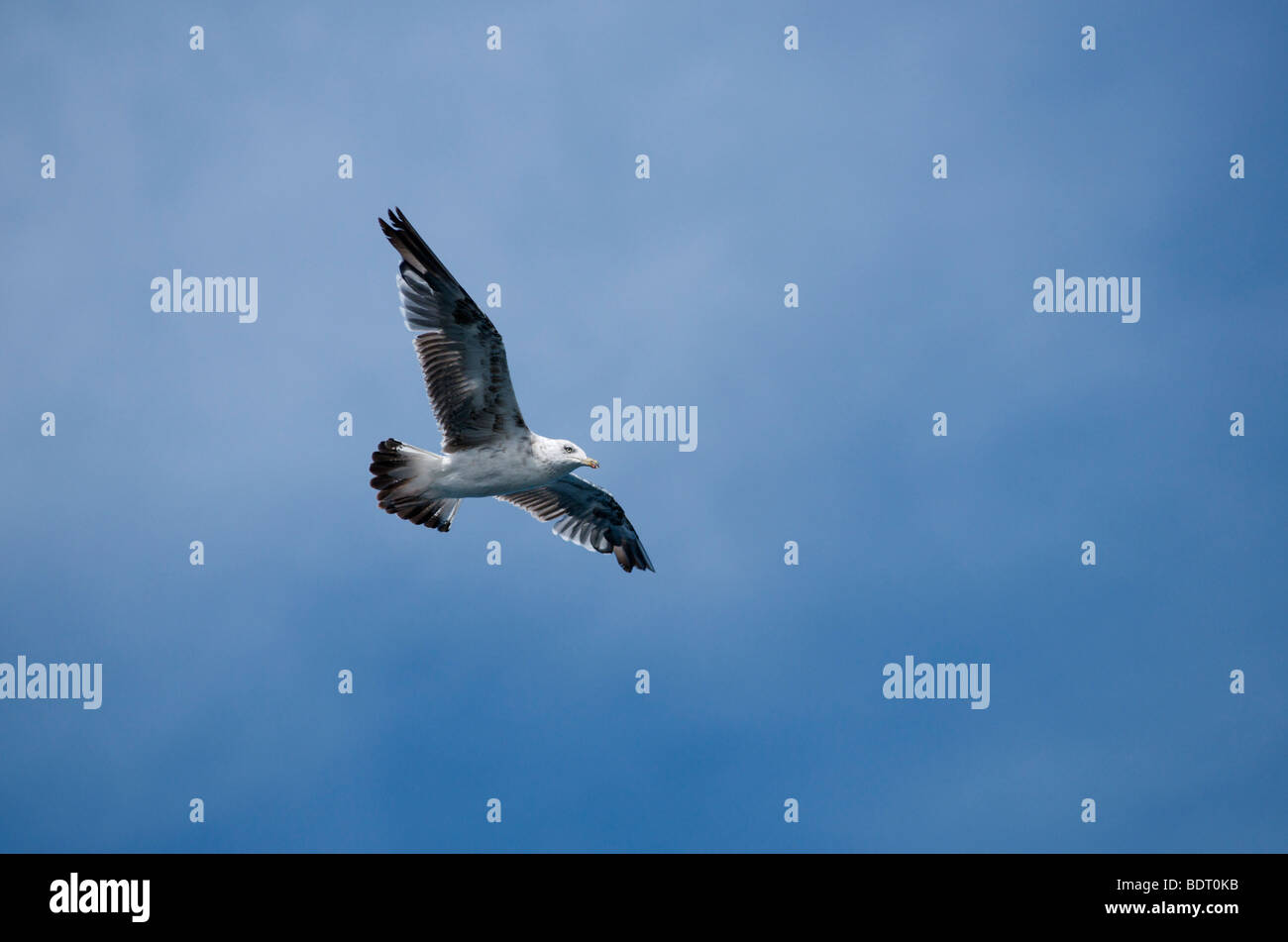 A juvenile herring gull flying Stock Photo Alamy