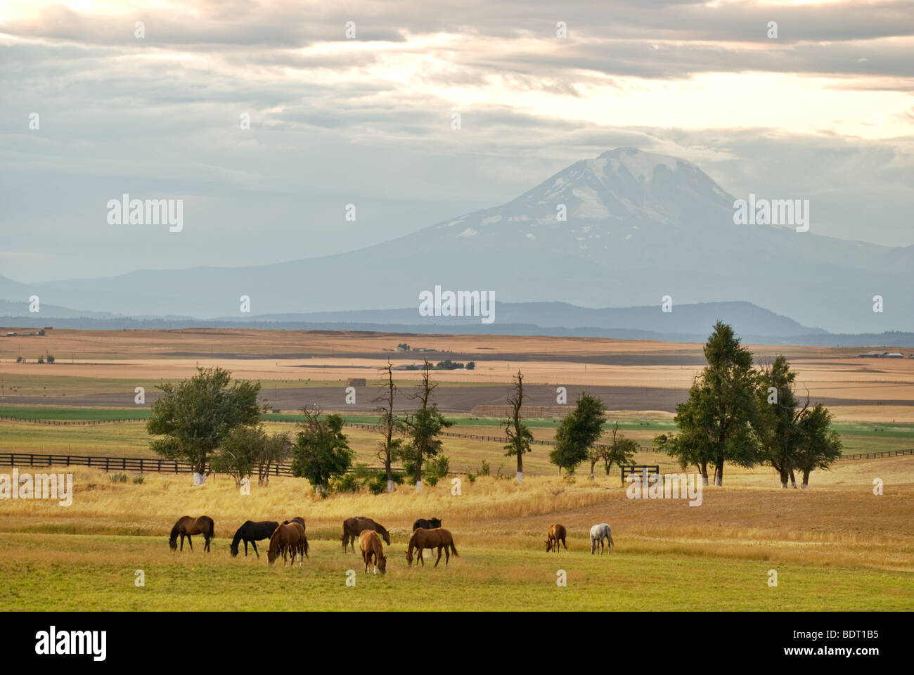 Horses graze in a pasture with Mt. Adams in the background. Stock Photo