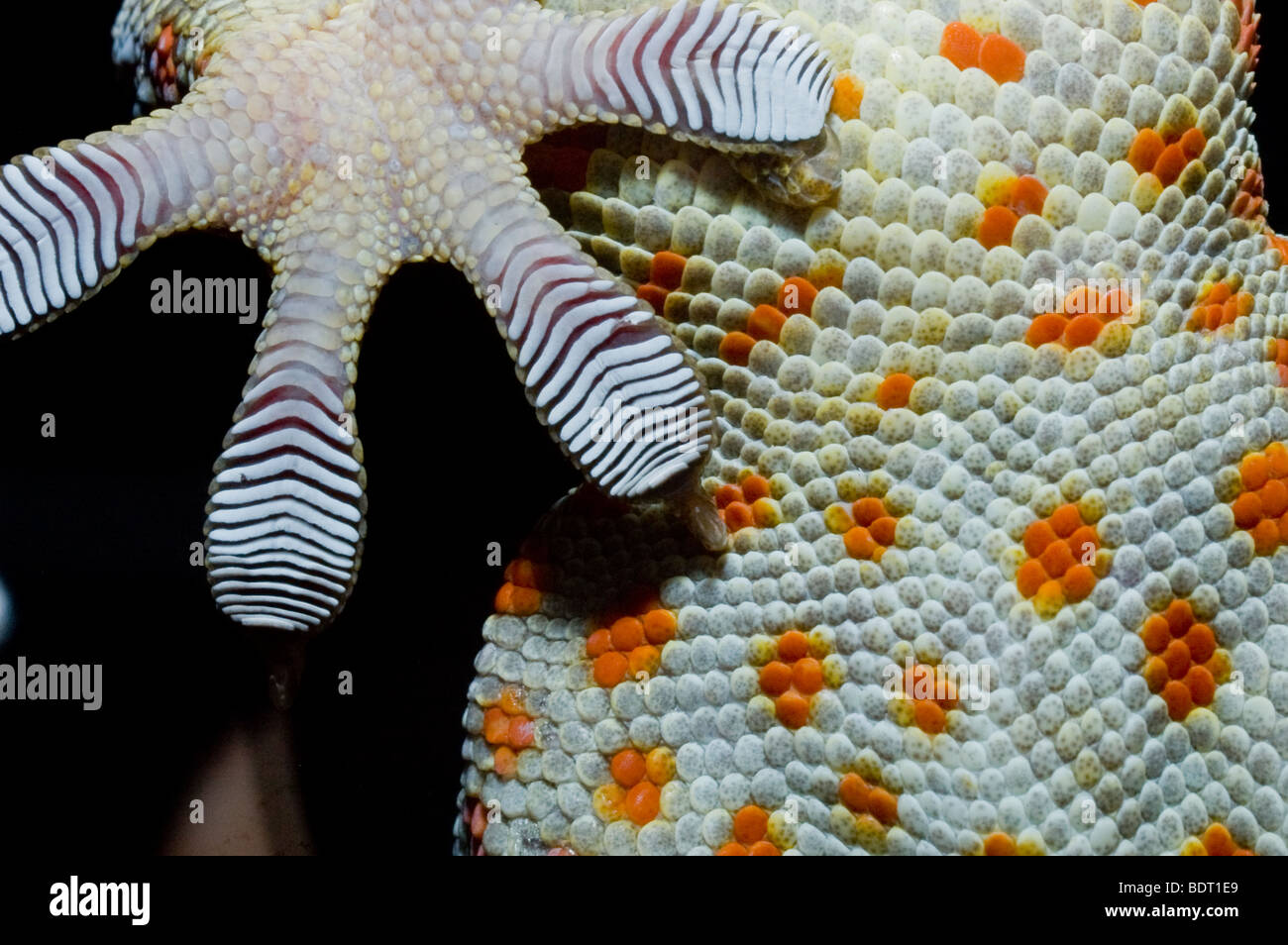 Extreme close up of a blue orange spotted tokay gecko foot and pad as it climbs a science museum glass enclosure | example of Van Der Waals forces Stock Photo