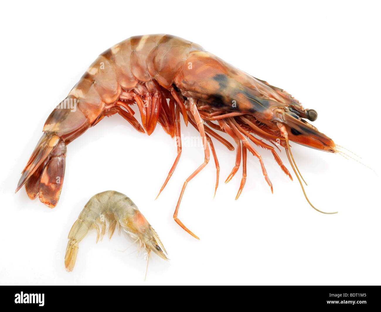 Gamba Prawns Stock Photo Alamy