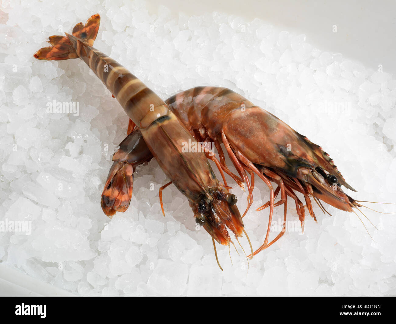 Gamba Prawns on Ice Stock Photo Alamy