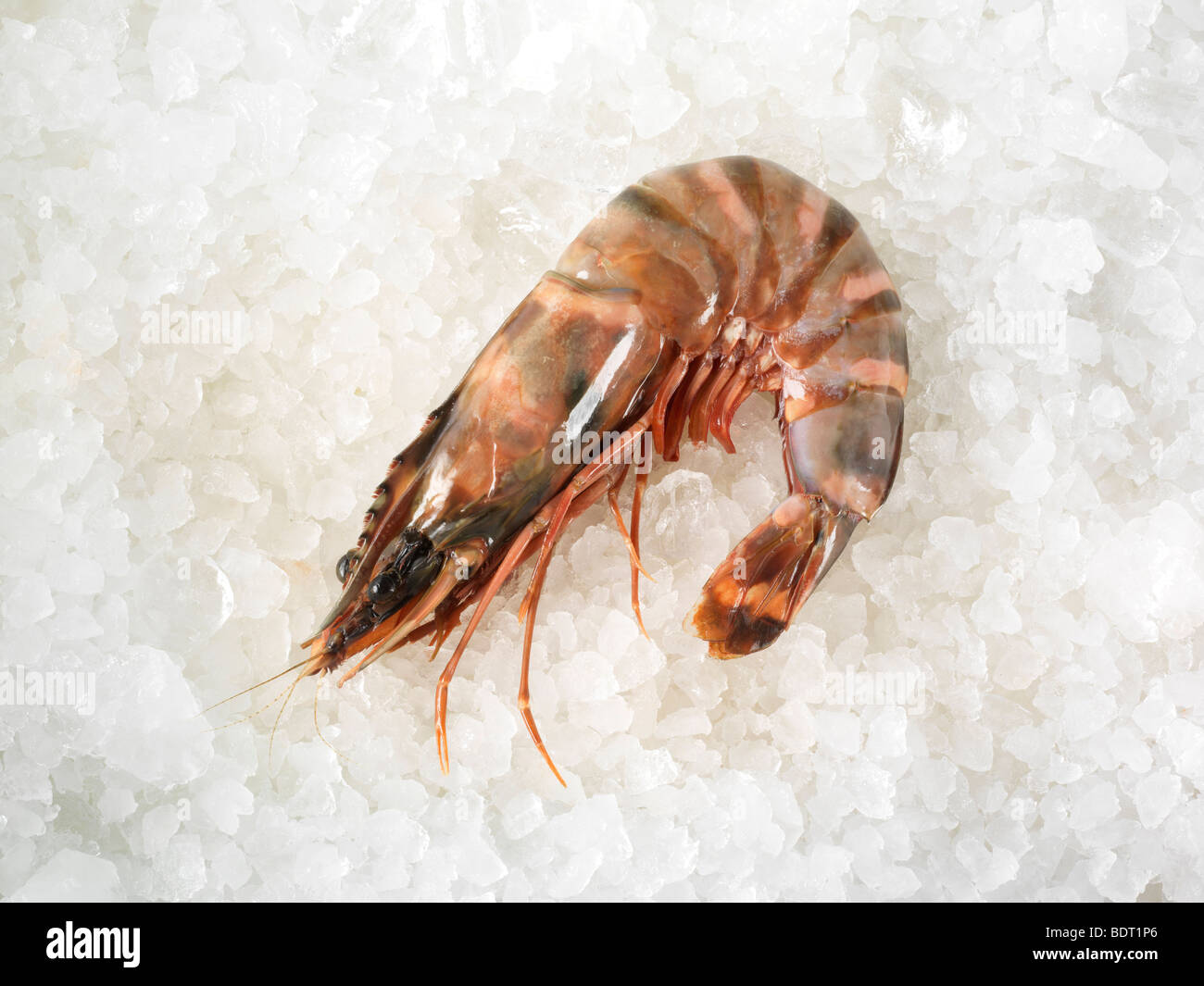 Gamba Prawns on Ice Stock Photo Alamy