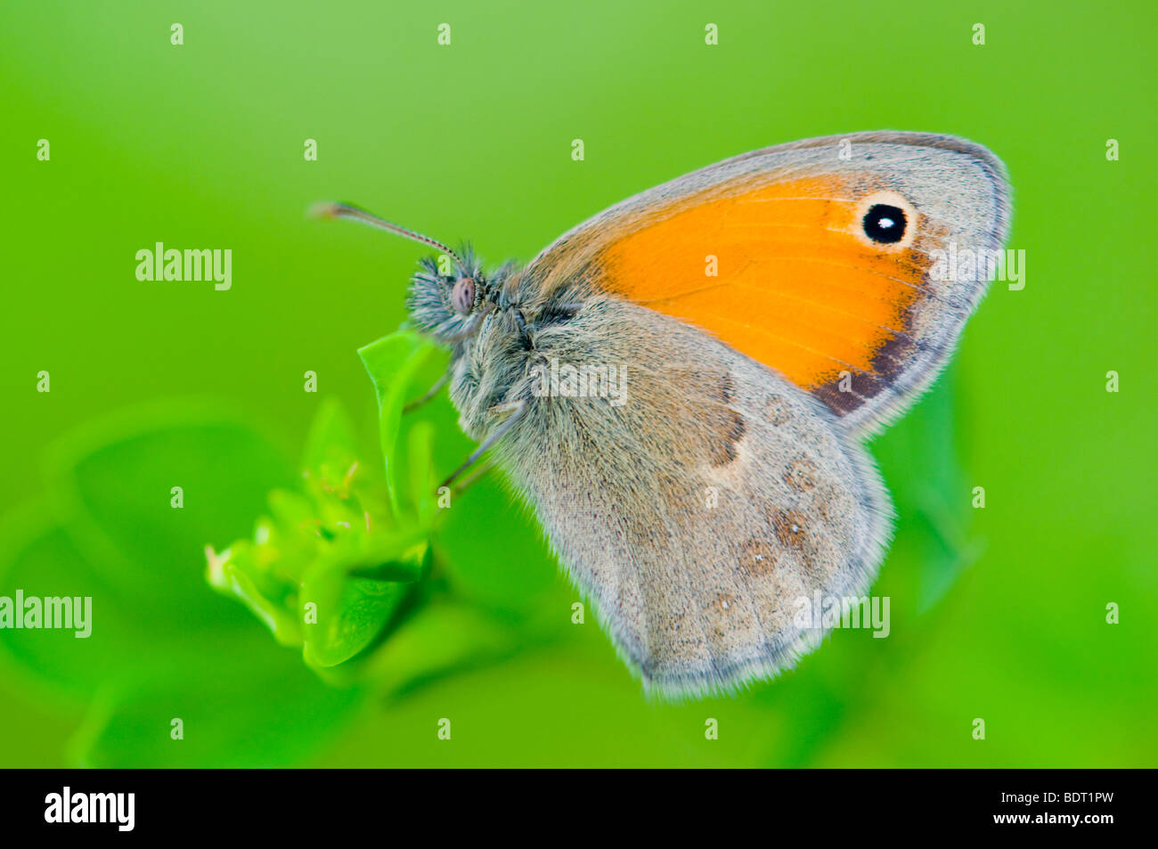 Small Heath Butterfly (Coenonympha pamphilus) Slovenia, August. Stock Photo