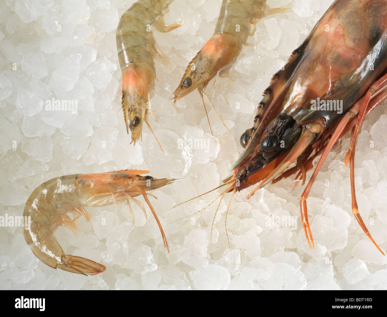 Gamba Prawns on Ice Stock Photo Alamy