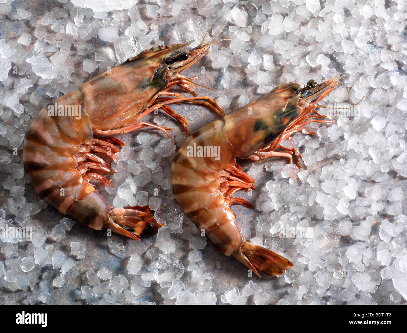 Gamba Prawns on Ice Stock Photo Alamy