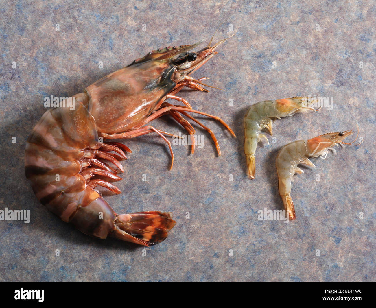 Yamba prawn hires stock photography and images Alamy