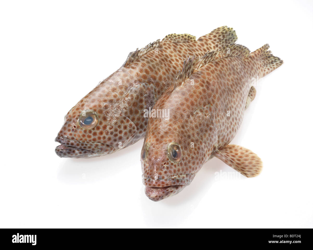 2 Spotted Grouper Fish Stock Photo