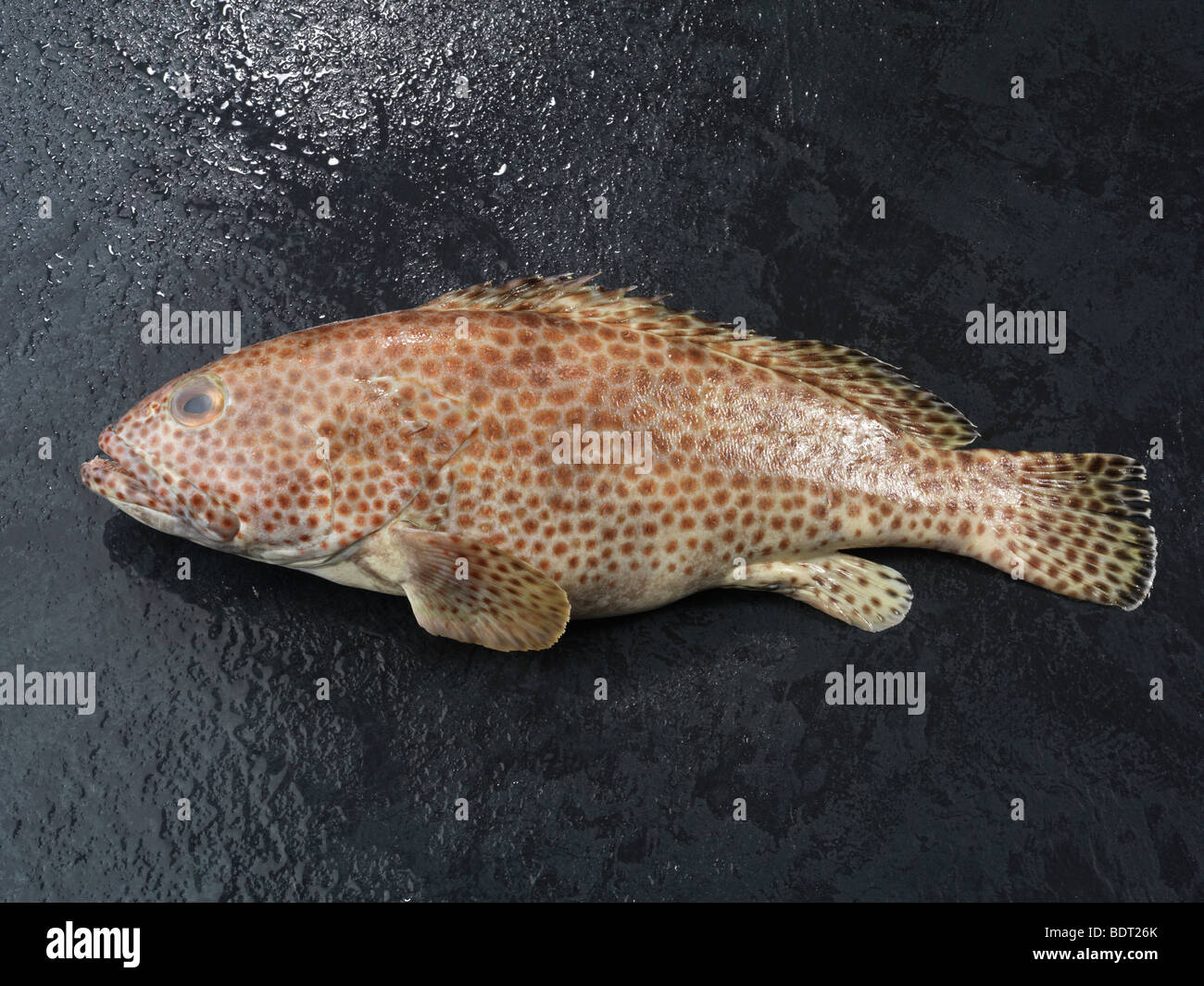 Spotted Grouper Fish Stock Photo Alamy