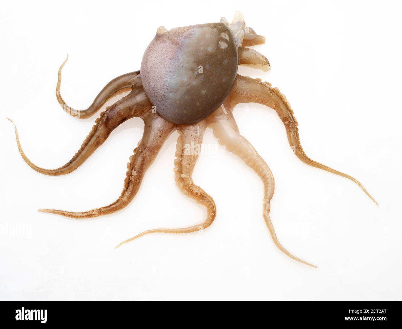 Octopus & Baby Octopus Stock Photo Alamy