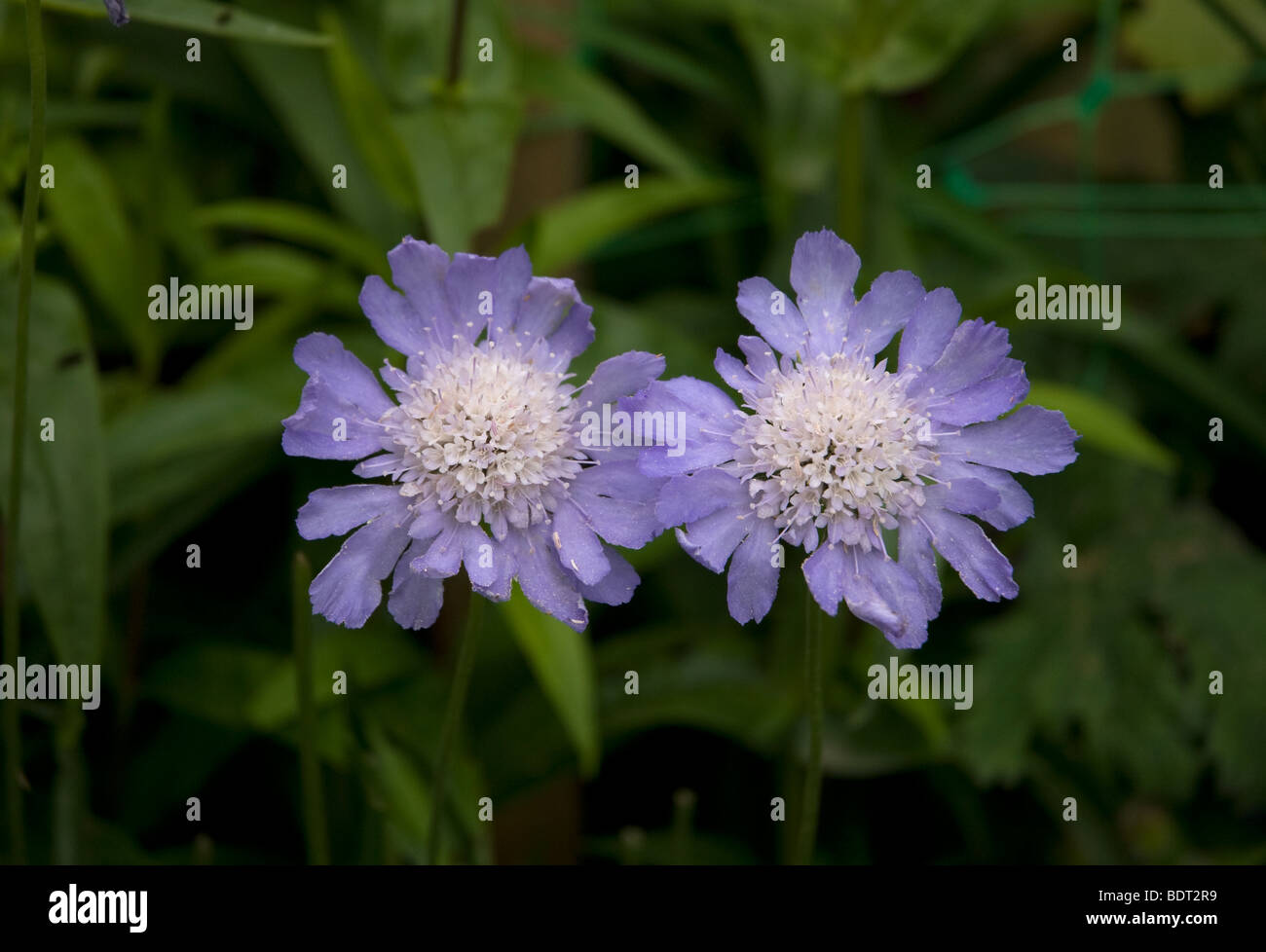 Two Scabious Scabiosa Dipsacaceae flowers, London UK Stock Photo