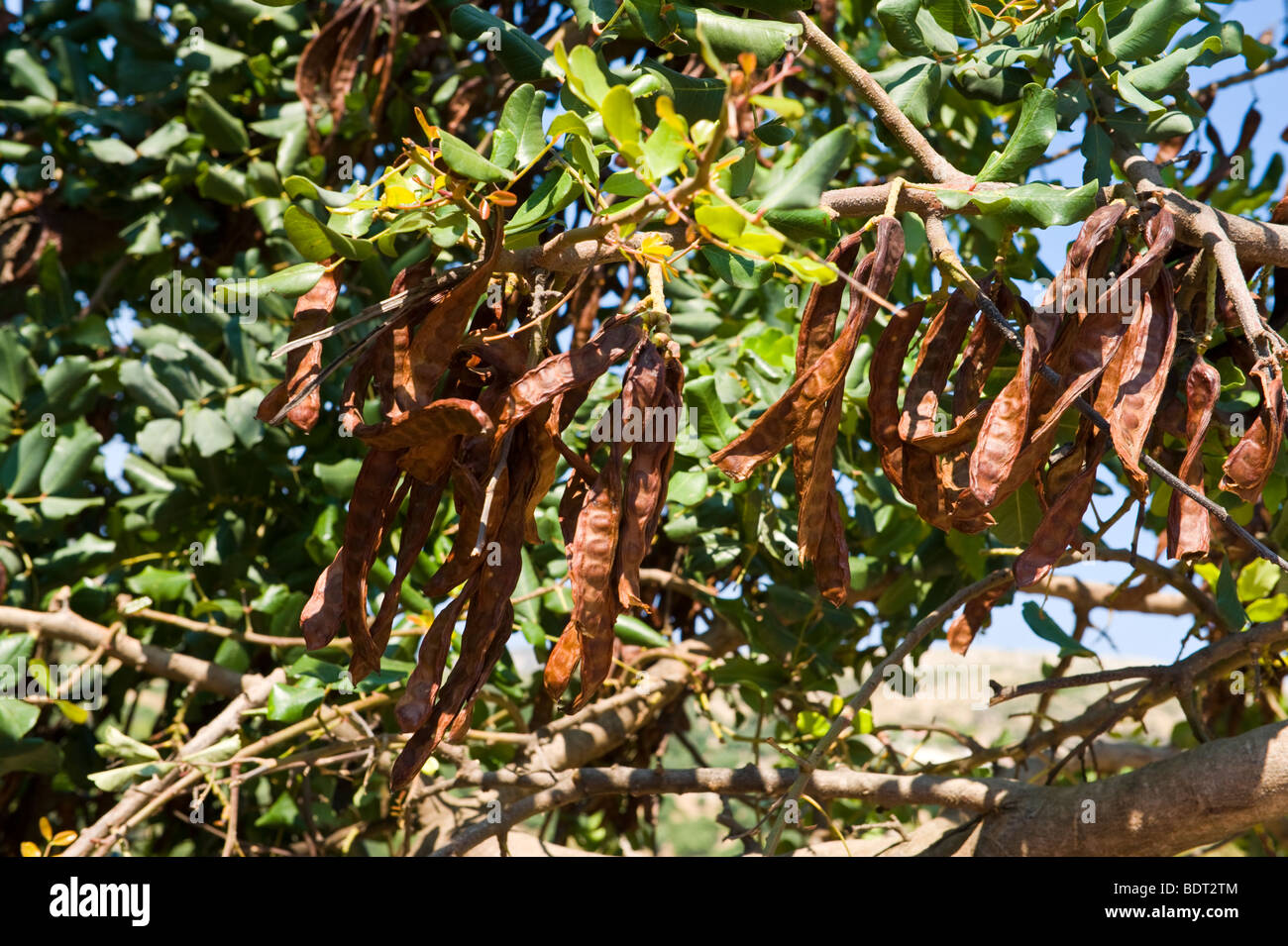 Carob pods drying on the tree growing wild at Old Skala on the Greek