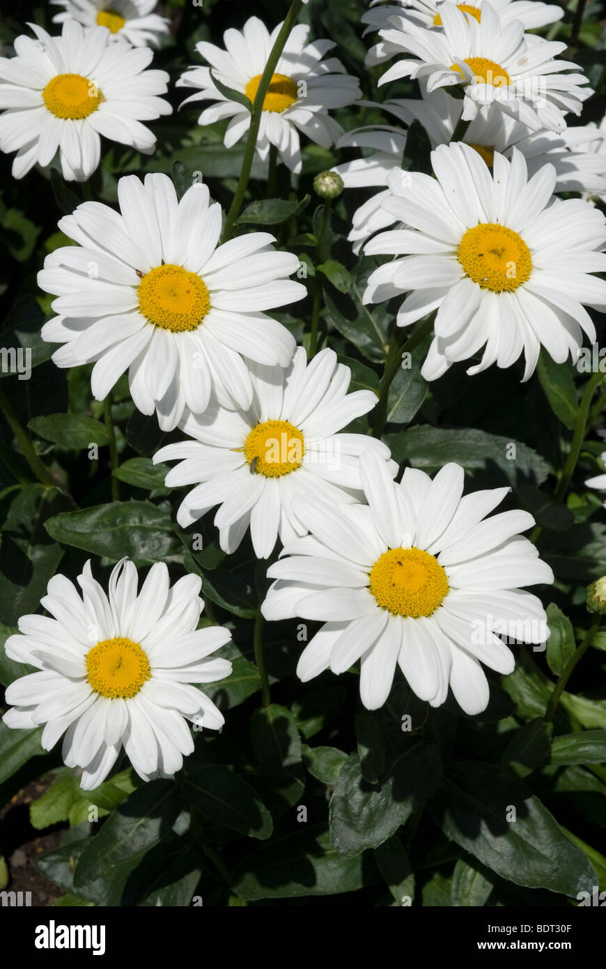 Chrysanthemum Maximum Shasta Daisy, London UK Stock Photo