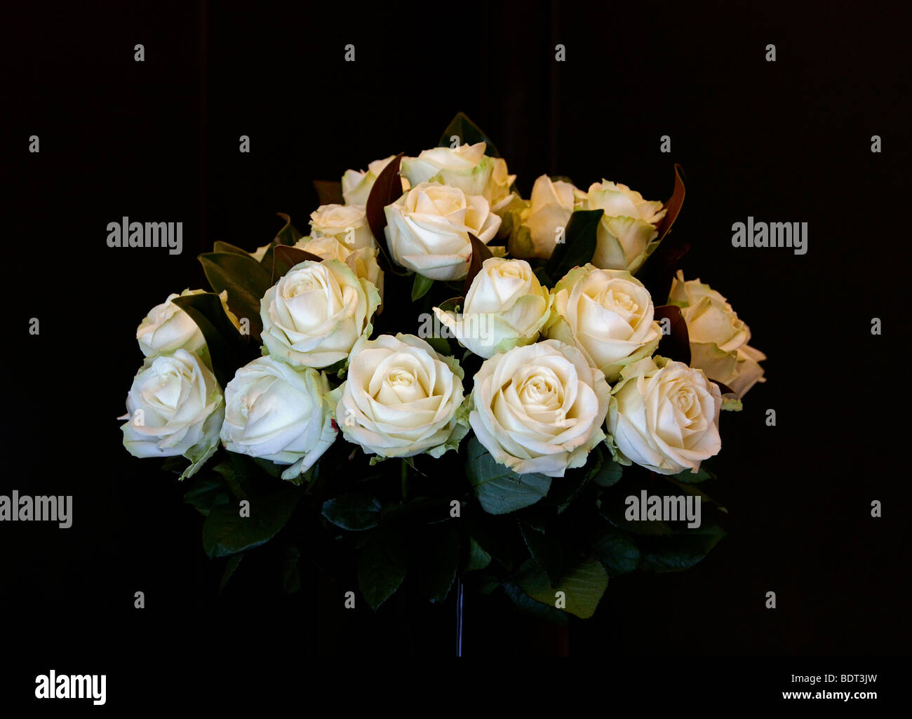 white roses in vase Stock Photo Alamy