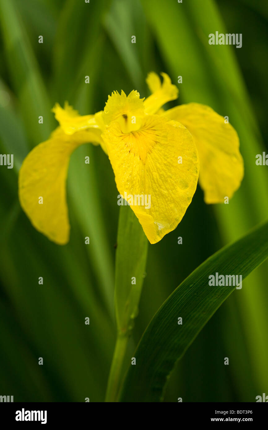 Yellow Flag Iris (Iris pseudacorus) flower at Woodwalton Fen ...